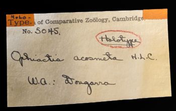 Media type: image;   Invertebrate Zoology OPH-5045 Description: Labels for this specimen included in the specimen tray.;  Aspect: labels